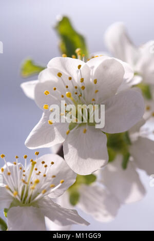 Prunus domestica 'Haroma" - Zwetsche - Pflaume Stockfoto