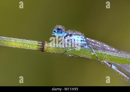 Variable bluet, Coenagrion pulchellum Stockfoto