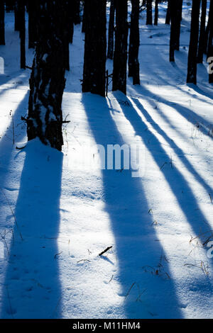 Schatten auf Schnee im Winter Pinienwald Stockfoto
