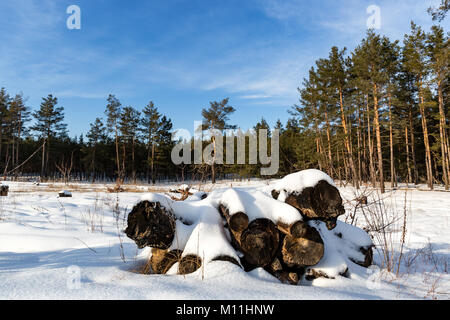 Winterlandschaft mit alten Protokollen unter Schnee auf der Wiese im Wald Stockfoto