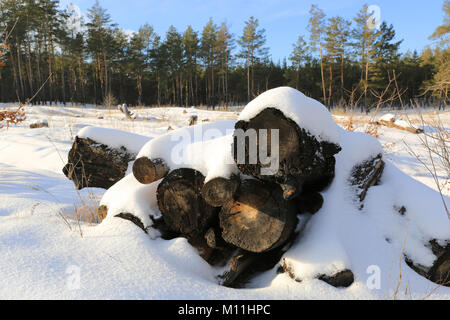 Holz- Protokolle unter dem Schnee im Wald im schönen Wintertag Stockfoto