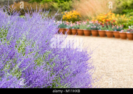 Perovskia Blue Spire, ein Laub- subshrub mit violett-blaue Blüten im späten Sommer und frühen Herbst, England, Großbritannien Stockfoto