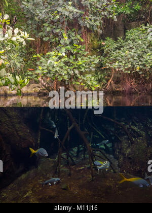 Großer Tank mit tropischen Fischen und Bäume im Aquarium im Tierpark, Berlin Stockfoto