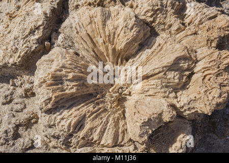 Coral fossilen Textur Hintergrund Stockfoto