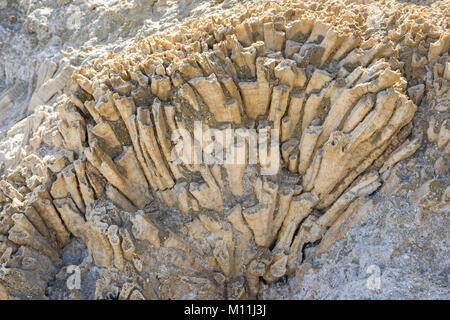 Coral fossilen Textur Hintergrund Stockfoto