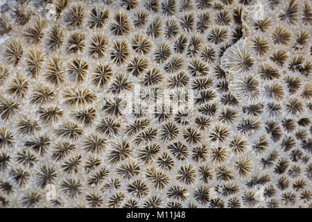 Coral fossilen Textur Hintergrund Stockfoto