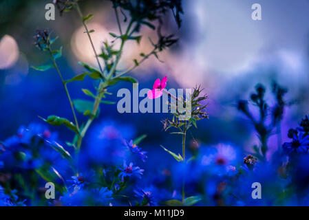 Soft Focus auf kleine rosa Blume in voller Blüte Stockfoto