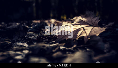 Trockene Blätter auf dem Boden Stockfoto