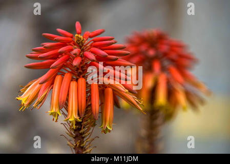 Schließen Sie herauf Bild von Red Hot Poker (kniphofia), die in Afrika entstanden, sondern in der italienischen Region Sizilien gefunden werden Stockfoto