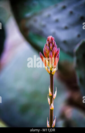 Schließen Sie herauf Bild der Aloe Vera Blume in voller Blüte auf weichen natürlichen Hintergrund Stockfoto