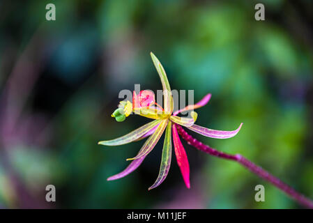 Bunte wildflower Stockfoto