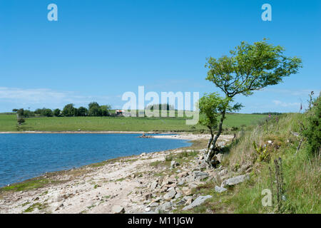 Colliford See (Stausee) Nr Bolventor, Cornwall, England, Großbritannien im Juni Stockfoto