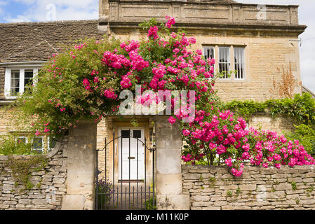 Ein reichblühend rambling Rose, eventuell amerikanischen Säule, schmücken den Haupteingang und Mauer eines Stadthauses in Melksham Wiltshire England Großbritannien Stockfoto