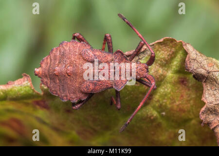 Dorsalansicht eines Dock Bug Nymphe (Coreus Marginatus) ruht auf einem Dock leaf. Cahir, Tipperary, Irland. Stockfoto