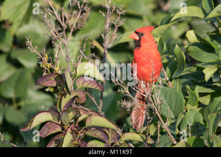 Northern cardinal männliche Posen auf Anlage • South Onondaga, NY • 2017 Stockfoto