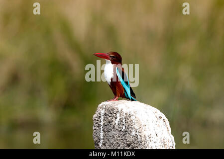 Kingfisher (White-throated) Stockfoto