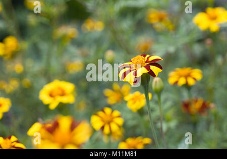 Tagetes Patula Blumen. Stockfoto