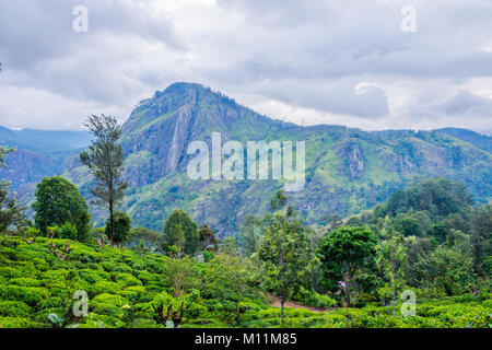 Berühmte Ella Rock Mountain mit Teeplantagen, Sri Lanka Stockfoto