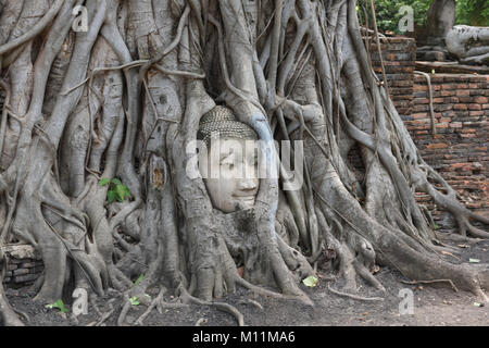 Kopf des Buddha in die Wurzeln eines Banyan Tree auf dem Gelände des Wat Mahathat, Ayutthaya, Thailand ranken geschnitzt Stockfoto