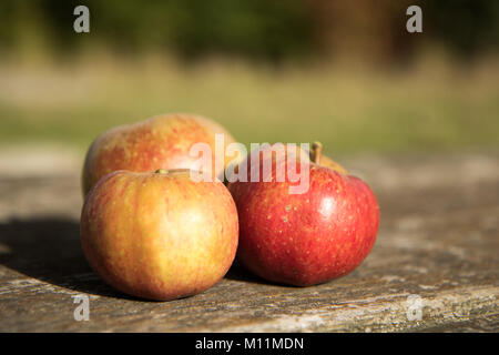 Trio im Herbst Äpfel Stockfoto