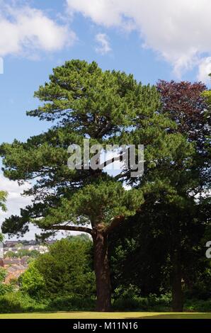 Scots Pine Tree in the Garden of Wonford House Hospital and Grounds, 1869, NHS, Exeter, Devon, Großbritannien. August 2015. Stockfoto