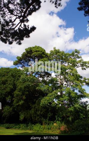 Scots Pine Tree in the Garden of Wonford House Hospital and Grounds, 1869, NHS, Exeter, Devon, Großbritannien. August 2015. Stockfoto