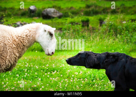 Hund trifft Schaf mit Sprechblase. Grüne Gras Wiese in Norwegen. Stockfoto