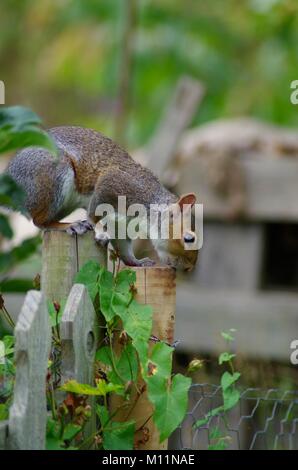 Graue Eichhörnchen (Sciurus carolinensis) Klettern eine Zuteilung Grundstück Tor. Wehr Feld suchen, Trews Wehr, Exeter, Devon, Großbritannien. Stockfoto