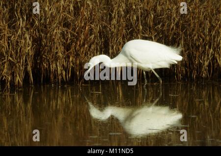 Seidenreiher (Egretta garzetta) Fihing in einem sumpfigen Reedbed Teich. Dart Farm, Bath, Exeter, Devon, Großbritannien. Stockfoto