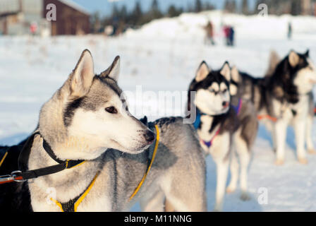 Junge Sibirische Husky im Kabelbaum vor Beginn der Hundeschlitten Rennen close-up auf einem unscharfen Hintergrund Stockfoto