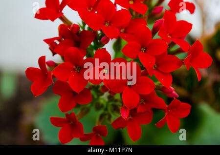 Kalanchoe - Flaming Katy, Weihnachten kalanchoe oder Fortune Blüte (brasilianische Name), in intensiven roten Farbe, eine schöne kleine Zimmerpflanze, schließen. Stockfoto