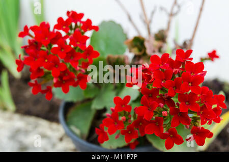 Kalanchoe - Flaming Katy, Weihnachten kalanchoe oder Fortune Blüte (brasilianische Name), in intensiven roten Farbe, eine schöne kleine Zimmerpflanze, schließen. Stockfoto