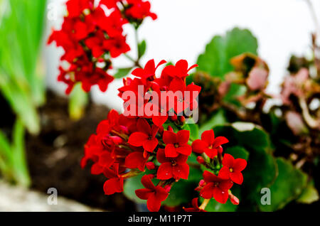 Kalanchoe - Flaming Katy, Weihnachten kalanchoe oder Fortune Blüte (brasilianische Name), in intensiven roten Farbe, eine schöne kleine Zimmerpflanze, schließen. Stockfoto