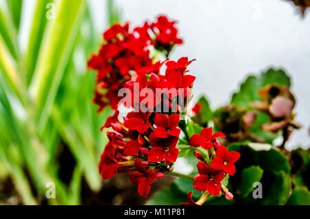 Kalanchoe - Flaming Katy, Weihnachten kalanchoe oder Fortune Blüte (brasilianische Name), in intensiven roten Farbe, eine schöne kleine Zimmerpflanze, schließen. Stockfoto