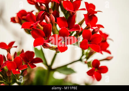 Kalanchoe - Flaming Katy, Weihnachten kalanchoe oder Fortune Blüte (brasilianische Name), in intensiven roten Farbe, eine schöne kleine Zimmerpflanze, schließen. Stockfoto