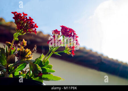 Kalanchoe - Flaming Katy, Weihnachten kalanchoe oder Fortune Blüte (brasilianische Name), in intensiven roten Farbe, eine schöne kleine Zimmerpflanze, schließen. Stockfoto