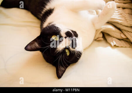 Femeale Katze mit neugierigen Blick und leicht geneigten Kopf, unten liegen. Katze mit schwarzem Kopf und weißen Körper und süßen Pfoten. Stockfoto