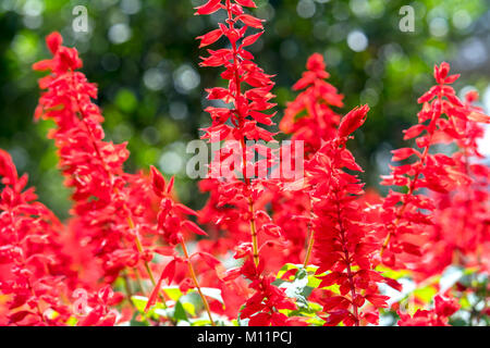 Red Salvia Luke in der Nachmittagssonne mit Blumen auf dem Stamm wie Kanonen gebündelt. Dies ist die Blume, die symbolisiert Asiatischer Frühling Glück Stockfoto