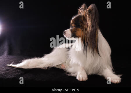 Schöne junge Rüde Continental Toy Spaniel Papillon auf schwarzem Hintergrund Stockfoto