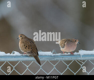 Paar Trauer Tauben auf verschneiten Zaun. Stockfoto