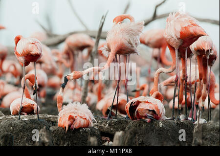 Kolonie der Karibischen Flamingo auf den Nestern. Rio Maximo, Camaguey, Kuba. Stockfoto