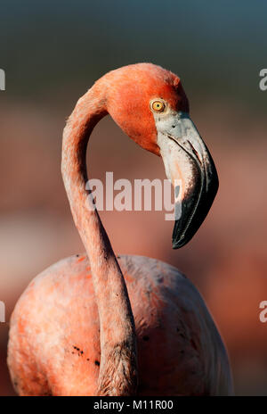 Porträt einer karibischen Flamingo in einem Profil. Kuba Stockfoto