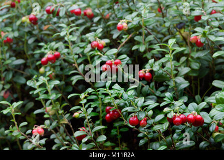 Preiselbeeren oder Preiselbeeren (Vaccinium vitis-idaea) auf einem Zweig. Stockfoto