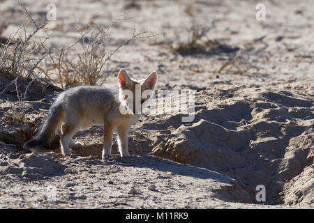 Junge Cape Fox (Vulpes chama), das sich oben auf dem Graben, Eingang stehend, Kgalagadi Transfrontier Park, Northern Cape, Südafrika, Afrika Stockfoto