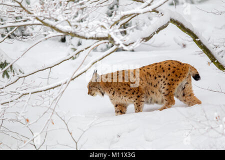 Eurasischen Luchs (Lynx lynx) in den Schnee in die tiergehege im Nationalpark Bayerischer Wald, Bayern, Deutschland. Stockfoto