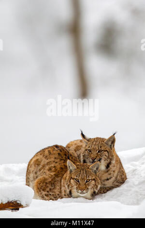 Zwei junge Eurasischen Luchs (Lynx lynx) in den Schnee in die tiergehege im Nationalpark Bayerischer Wald, Bayern, Deutschland. Stockfoto