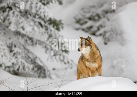 Wolf (Canis lupus) in den Schnee in die tiergehege im Nationalpark Bayerischer Wald, Bayern, Deutschland. Stockfoto