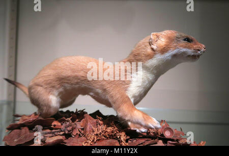Bristol Museum & Art Gallery England Großbritannien Stockfoto