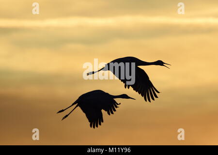 Silhouetted Kanadakraniche (Grus canadensis tabida) im Flug gegen Sonnenuntergang Stockfoto