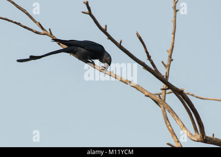Schwarz Drongo genießen ihre Beute auf Zweig Stockfoto